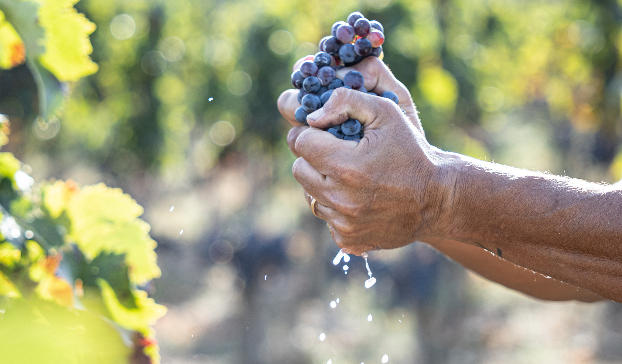Cantina Barbadoro vendemmia